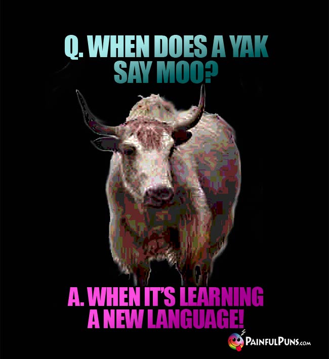 Q. When does a yak say Moo? A. When it's learning a new language!